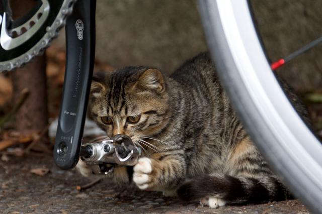 Самый лучший веломастер