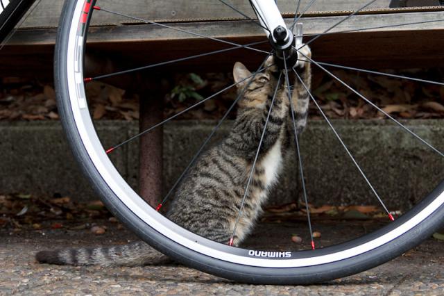 Самый лучший веломастер