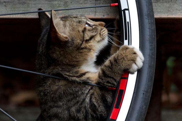 Самый лучший веломастер