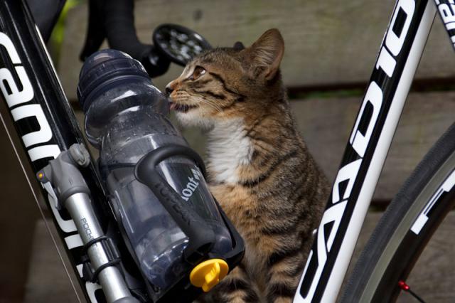 Самый лучший веломастер