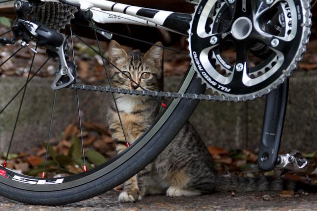 Самый лучший веломастер