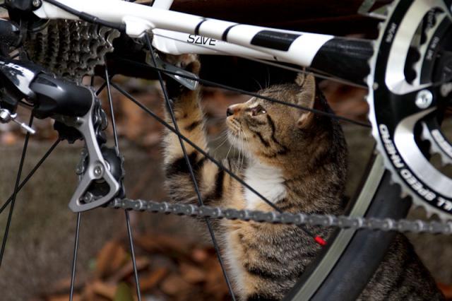 Самый лучший веломастер