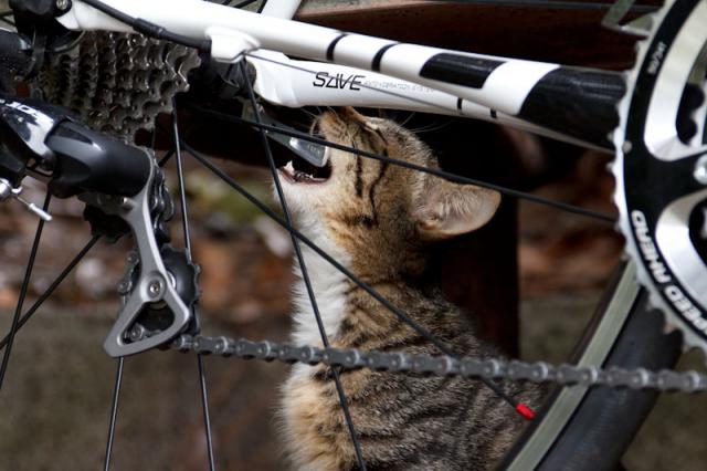 Самый лучший веломастер